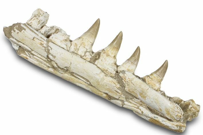 Mosasaur (Eremiasaurus?) Jaw with Four Teeth - Morocco #259672